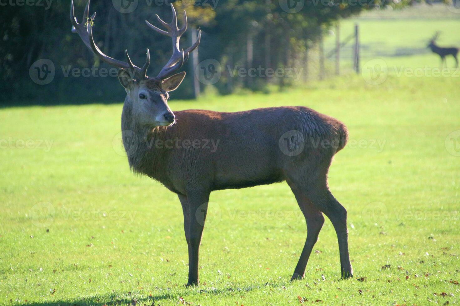 A view of a Red Deer in the Cheshire Countryside on a sunny day photo