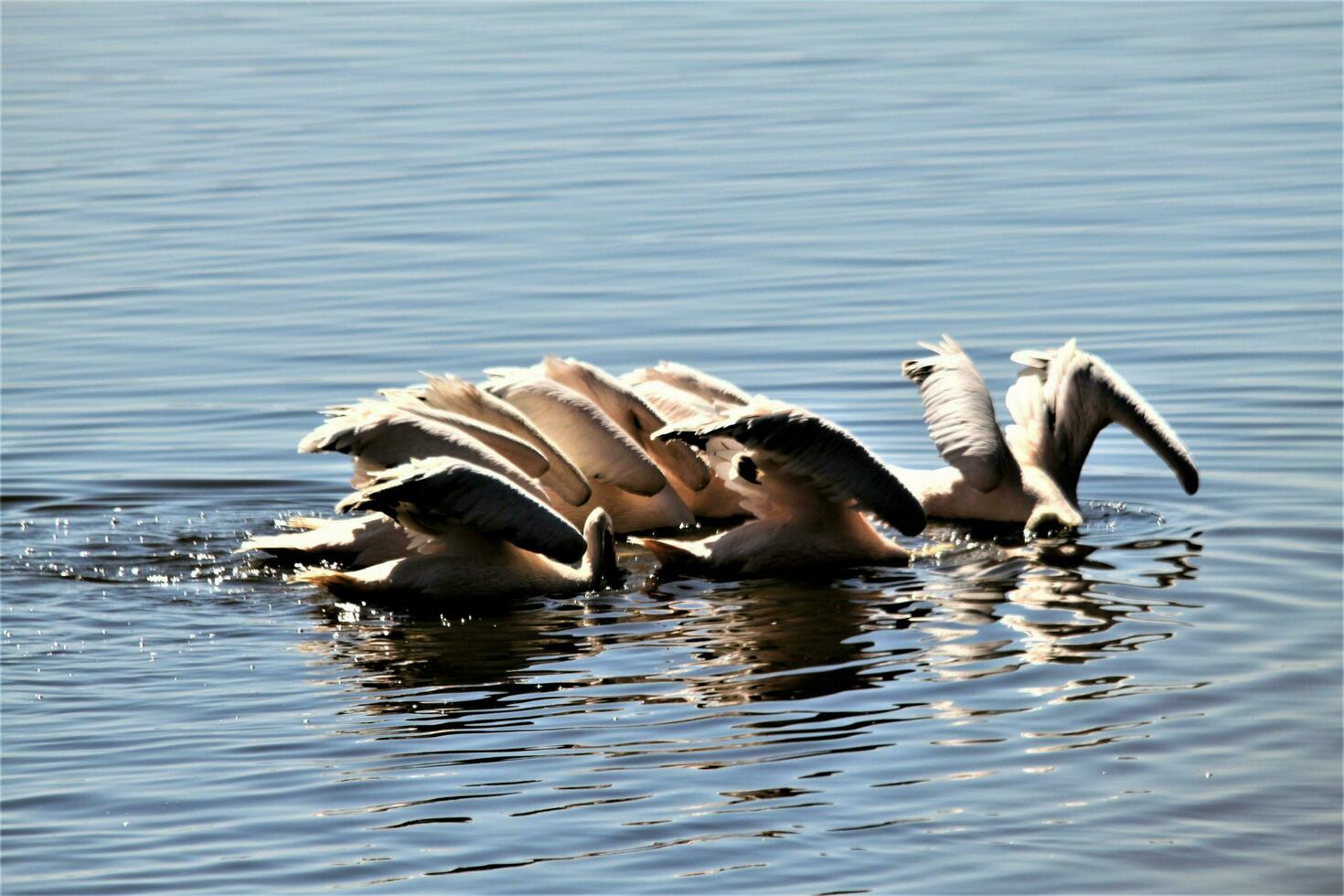 A view of a Pelican in Kenya photo