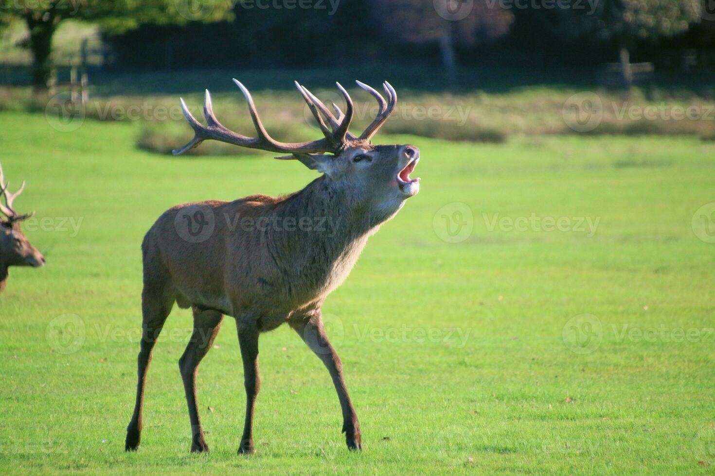 A view of a Red Deer in the Cheshire Countryside on a sunny day photo