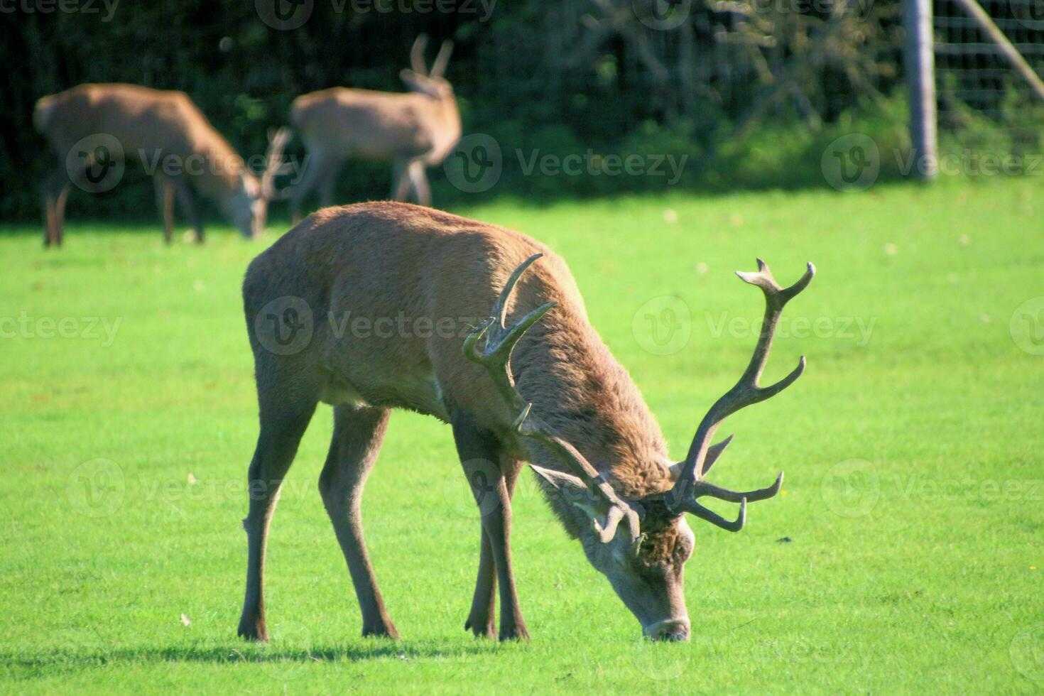 A view of a Red Deer in the Cheshire Countryside on a sunny day photo