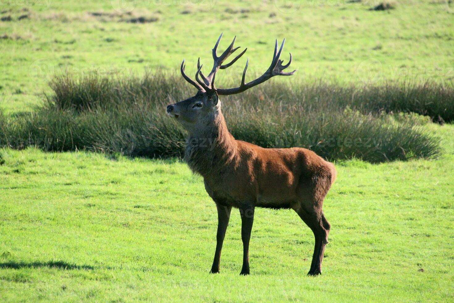 A view of a Red Deer in the Cheshire Countryside on a sunny day photo