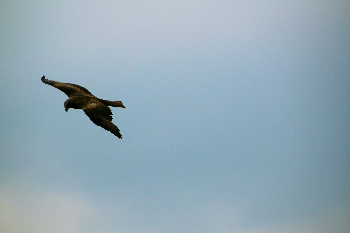 A view of a Red Kite photo