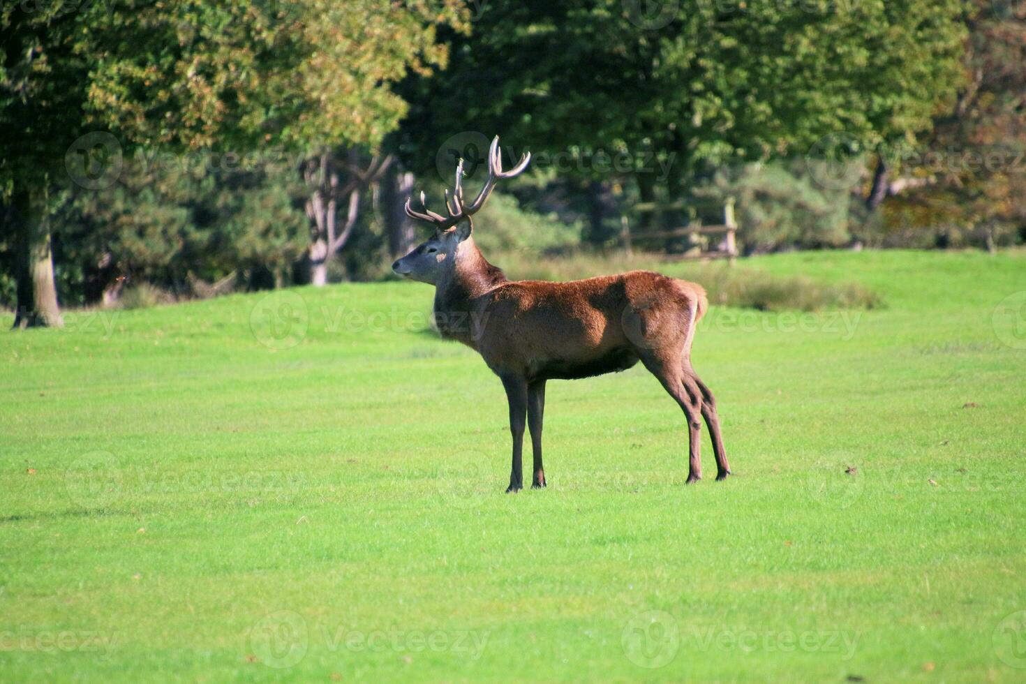 A view of a Red Deer in the Cheshire Countryside on a sunny day photo