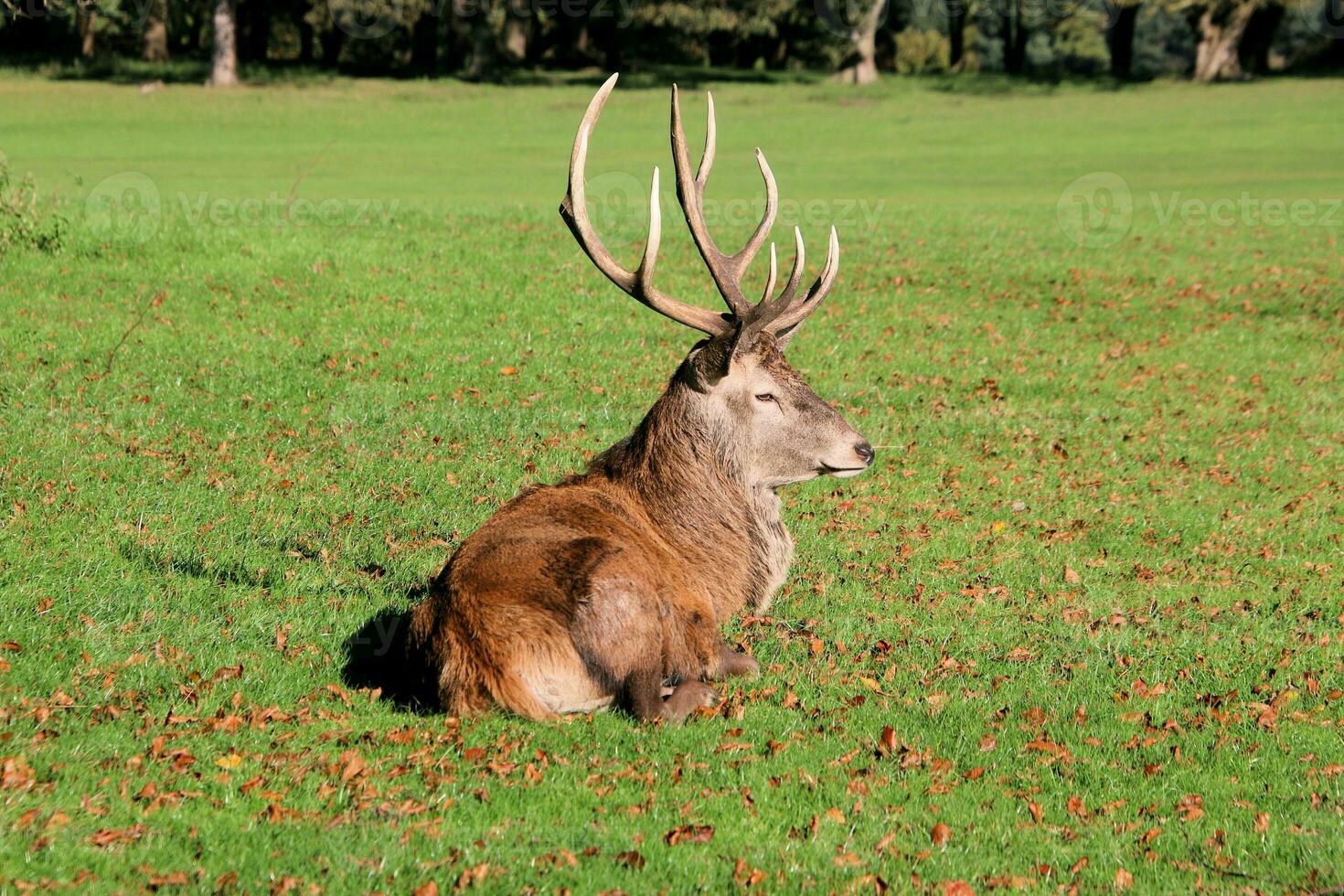 A view of a Red Deer in the Cheshire Countryside on a sunny day photo