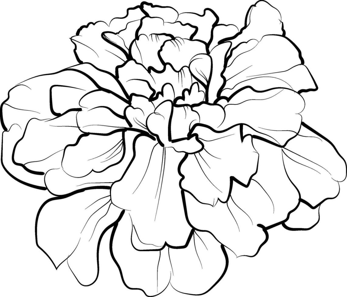 sencillo maravilla línea dibujo, maravilla flor tatuaje dibujo, tradicional maravilla tatuaje, negro maravilla tatuaje, americano tradicional maravilla tatuaje vector