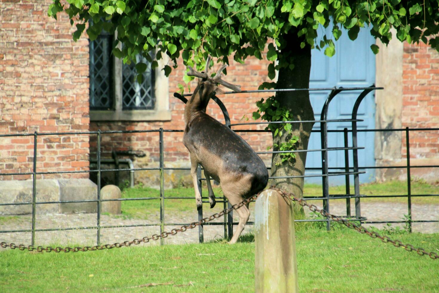 A view of a Fallow Deer in the Cheshire Countryside photo