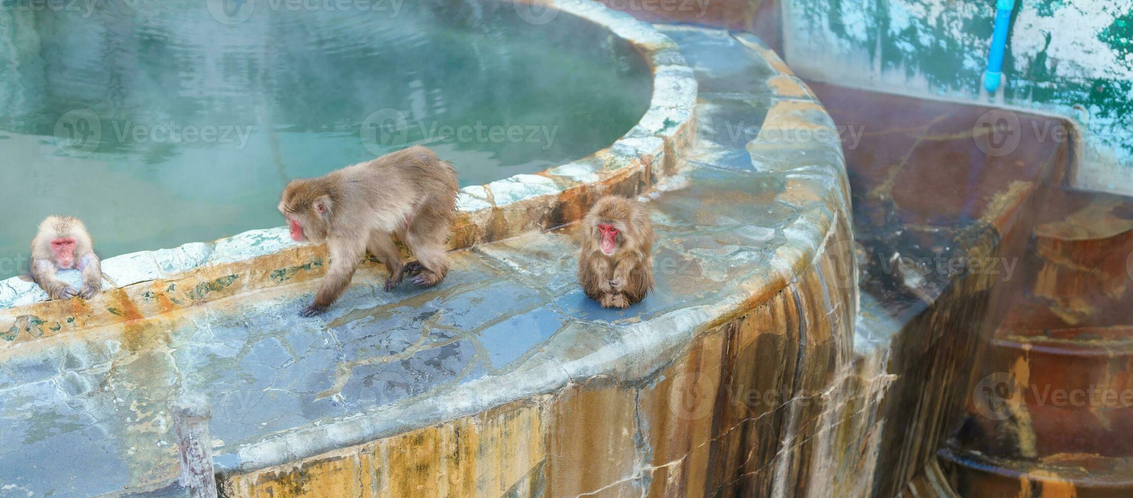 Monkey soaking in hot spring, Hakodate Tropical Botanical Garden with Snow in winter Season. landmark and popular for attractions in Hokkaido, Japan. Travel and Vacation concept photo