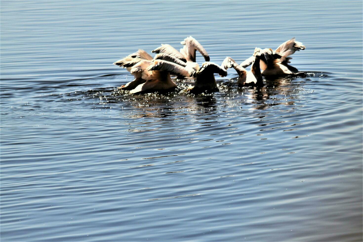 A view of a Pelican in Kenya photo