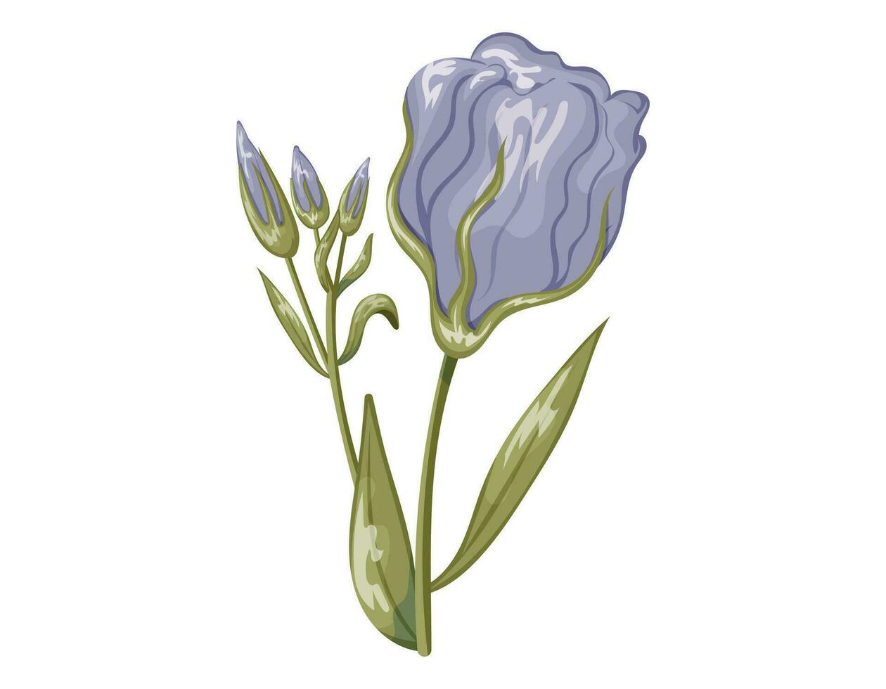 Purple crocus buds with petals on a stem with green leaves. Vector isolated cartoon flower.