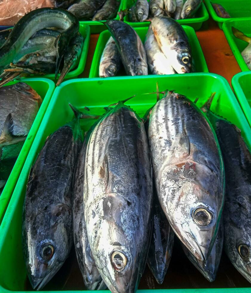 Showcase with fish at the fish traditional market photo