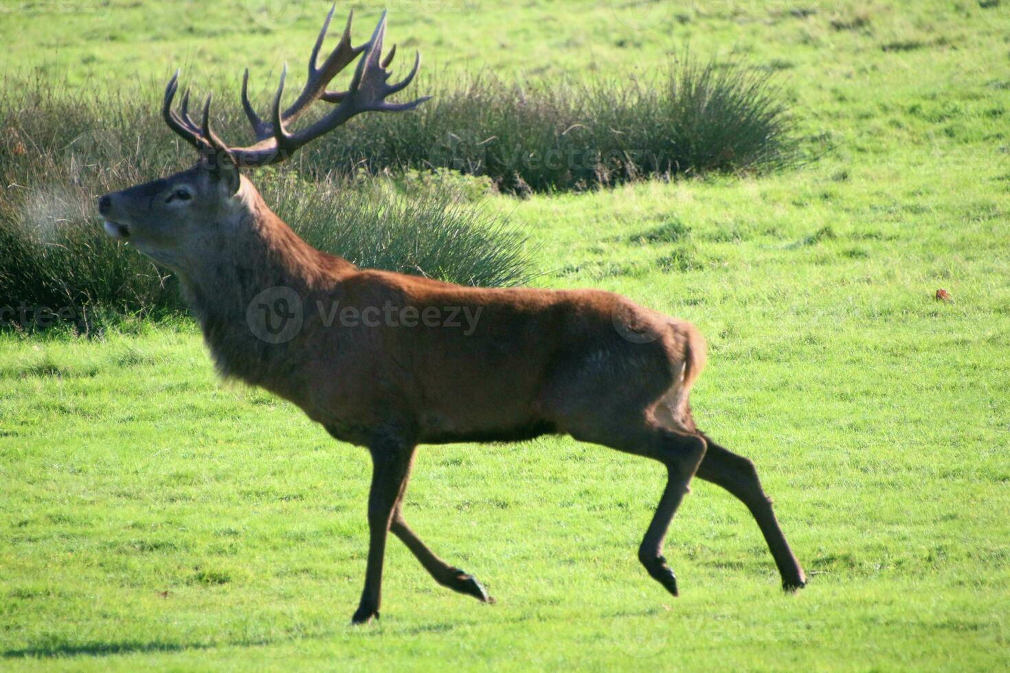A view of a Red Deer in the Cheshire Countryside on a sunny day photo