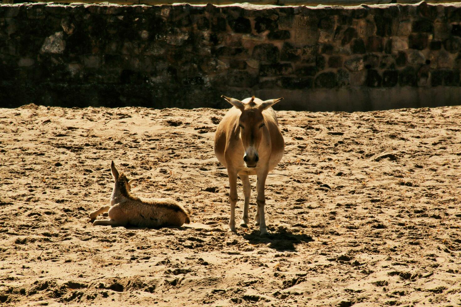 A view of a Wild Horse photo