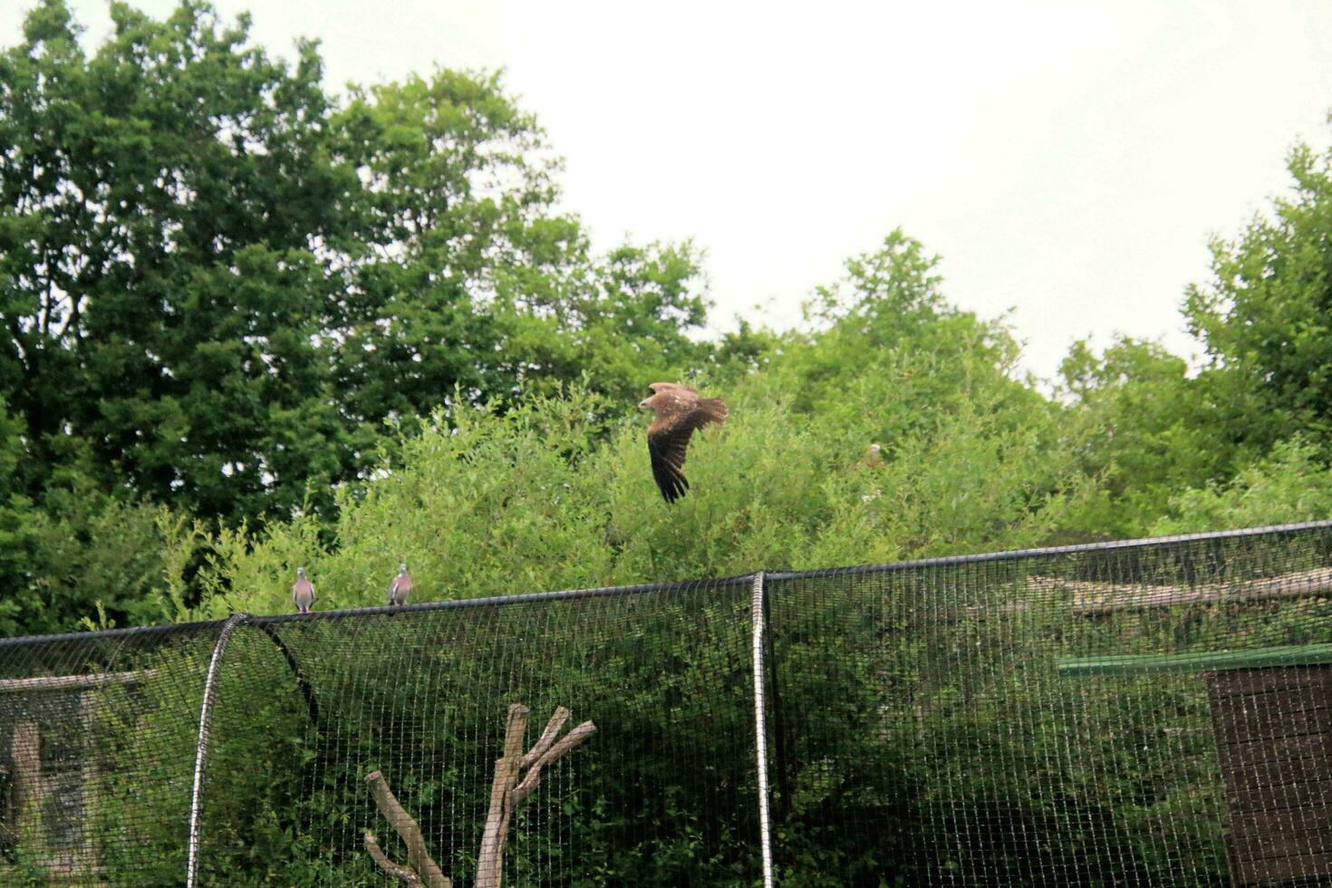 A view of a Red Kite photo
