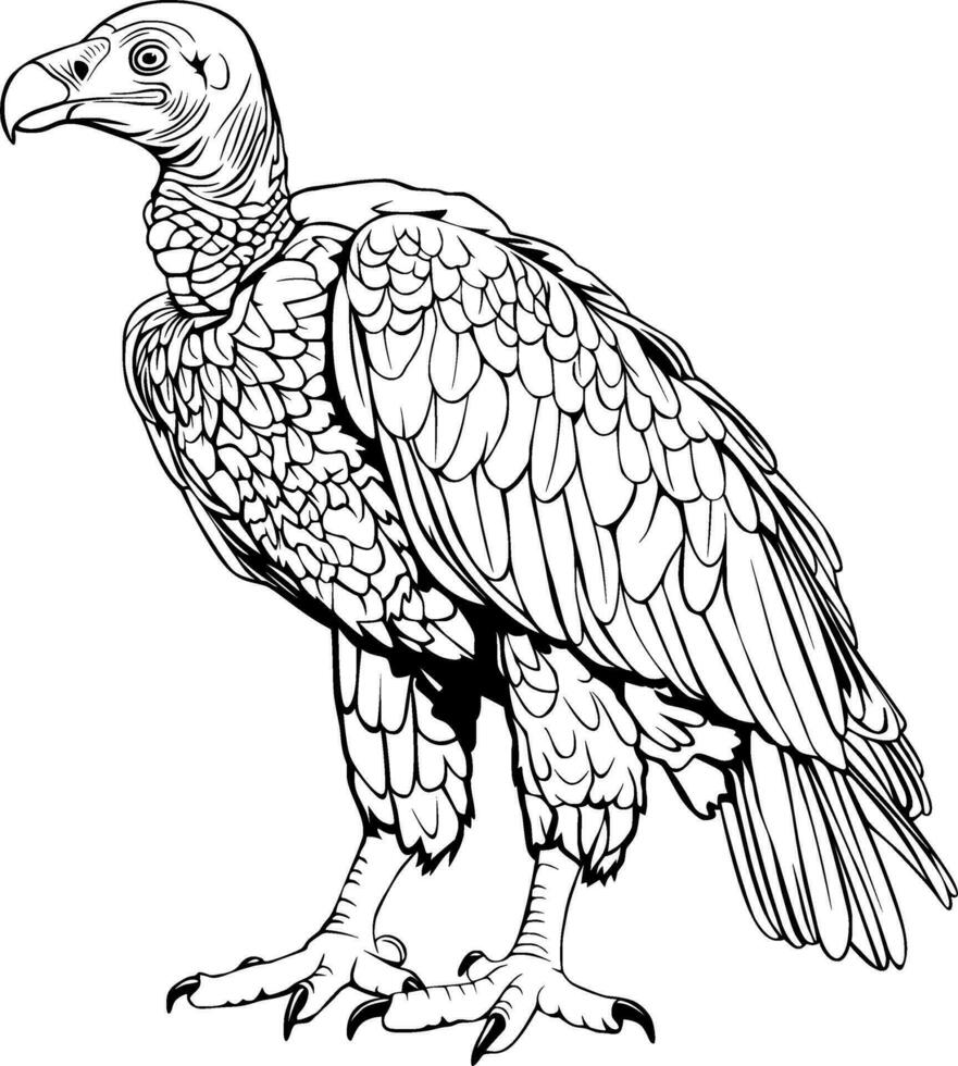 Realistic Vulture Vector Illustration Hand Drawn Animal Drawing