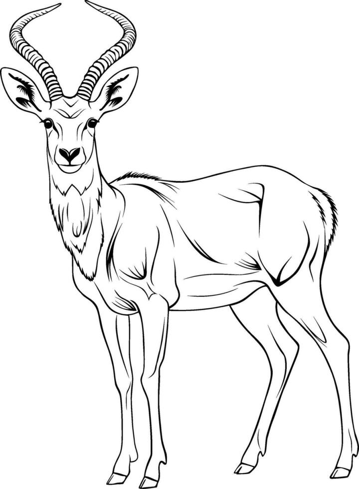 Realistic Antelope Vector Illustration Hand Drawn Animal Drawing
