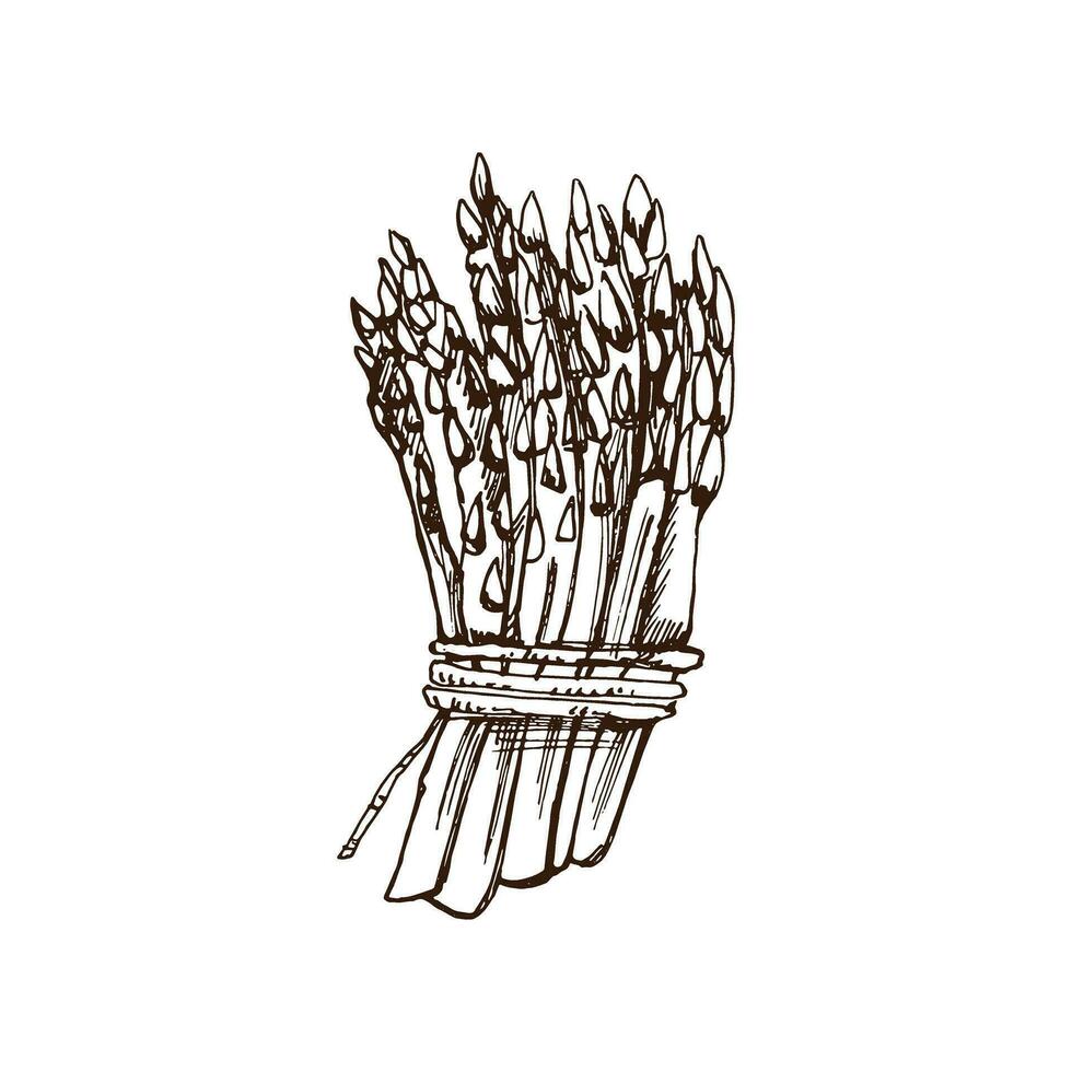 Hand-drawn asparagus illustration in sketch style. Vector  vegetables. Vintage doodle illustration. Sketch for cafe menus and labels. The engraved image. Harvesting.