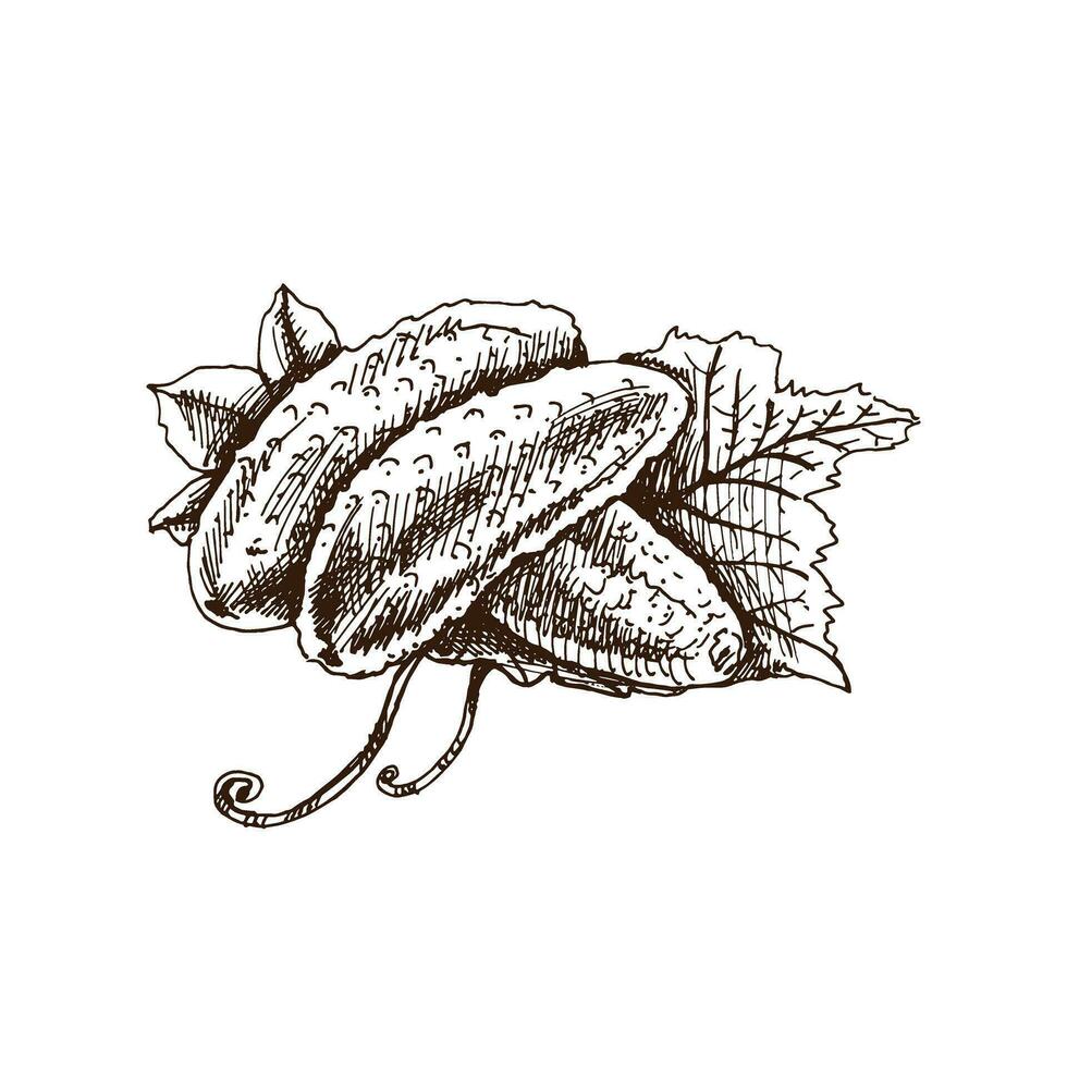 Hand-drawn cucumbers illustration in sketch style. Vector  vegetables. Vintage doodle illustration. Sketch for cafe menus and labels. The engraved image. Harvesting.