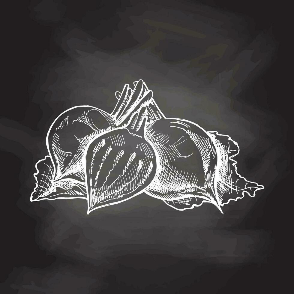 Hand-drawn beet illustration in sketch style. Vector  vegetables on chalkboard background. Vintage doodle illustration. Sketch for cafe menus and labels. The engraved image. Harvesting.