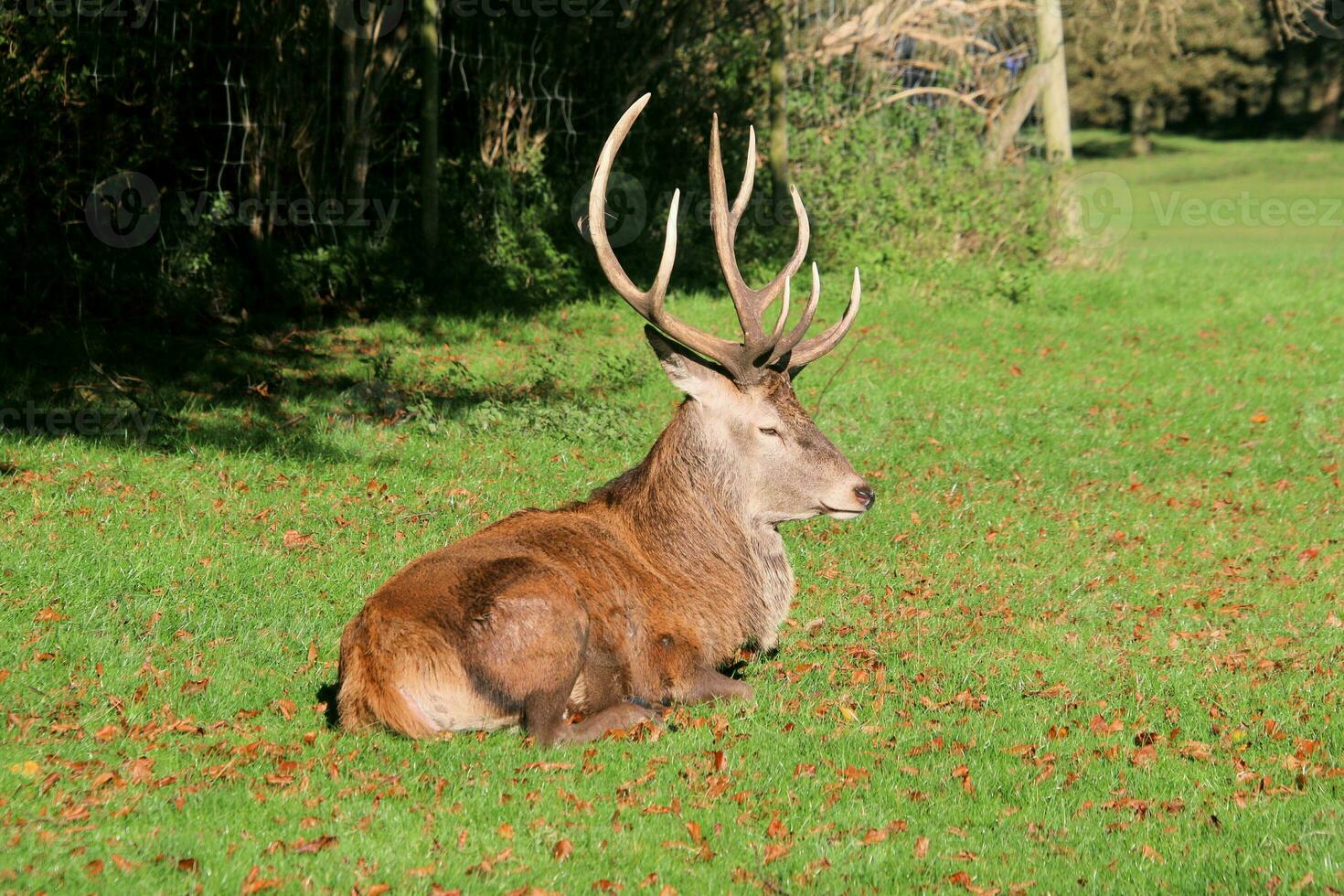 A view of a Red Deer in the Cheshire Countryside on a sunny day photo