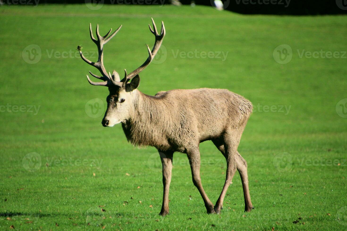 A view of a Red Deer in the Cheshire Countryside on a sunny day photo