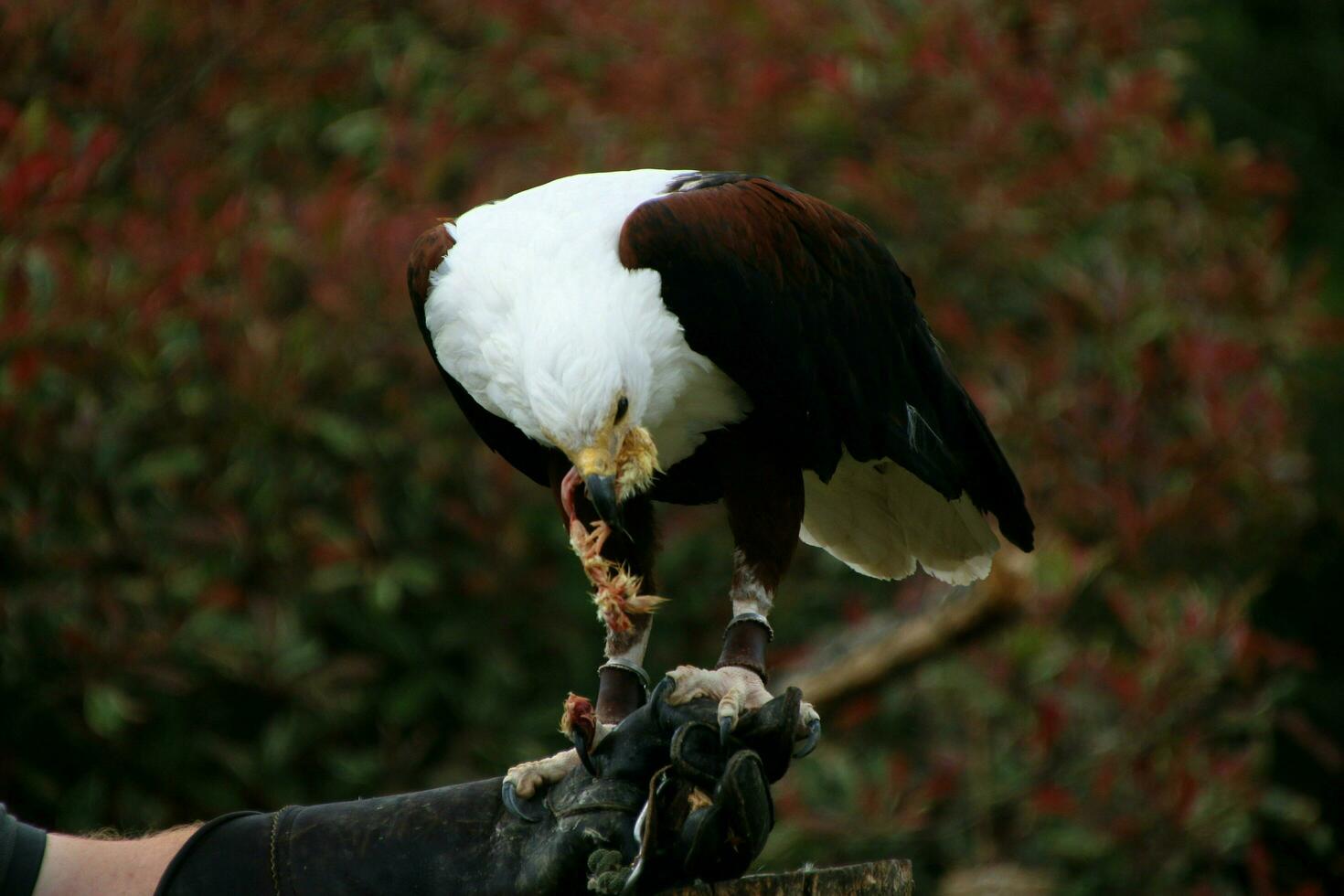 A view of an African Sea Eagle photo