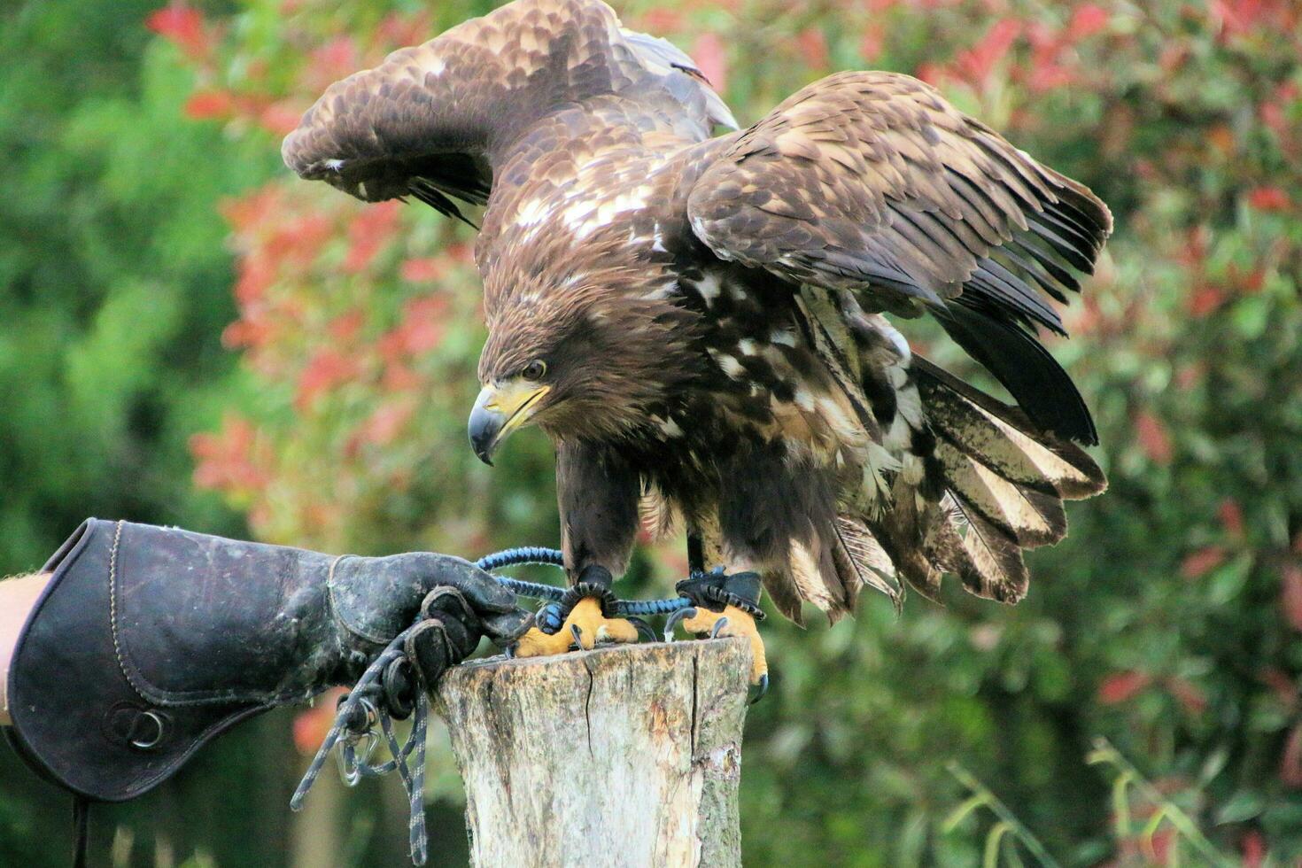 A view of a White Tailed Eagle photo