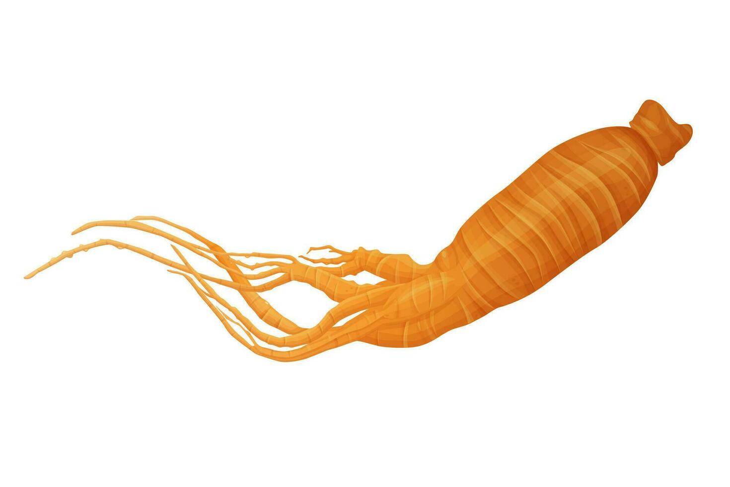 Fresh Ginseng root vector illustration isolated on white background.Vector eps 10.