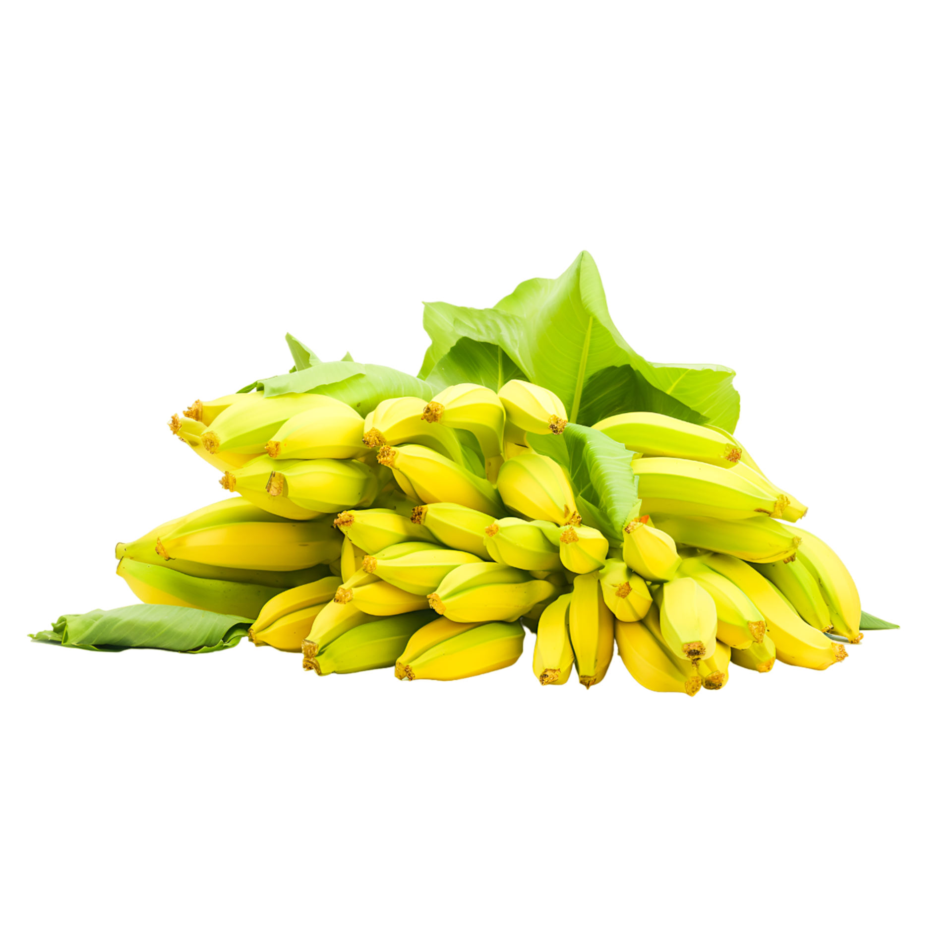 realistisch Banane im ein Bündel, Pisang wach Banane isoliert, Gruppe ...