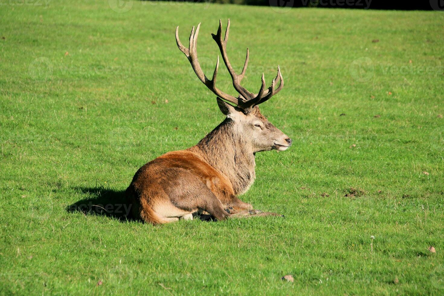 A view of a Red Deer in the Cheshire Countryside on a sunny day photo