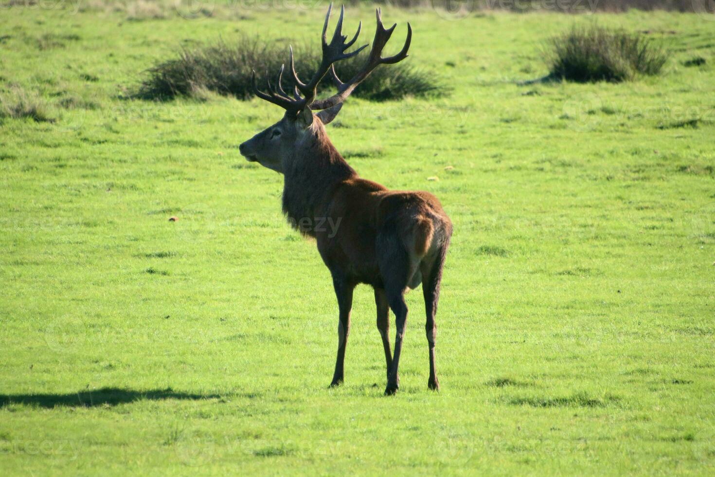A view of a Red Deer in the Cheshire Countryside on a sunny day photo
