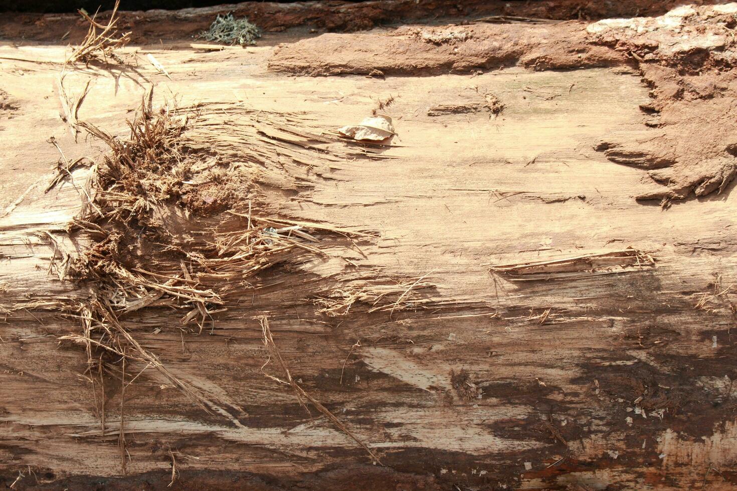 Tree texture background photo