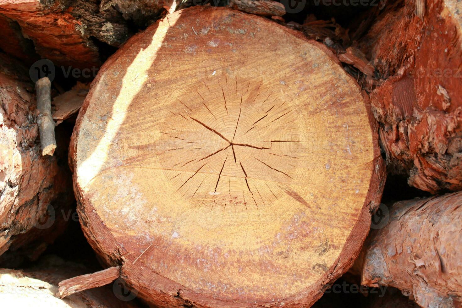 a close up of a log with a tree cut into it photo