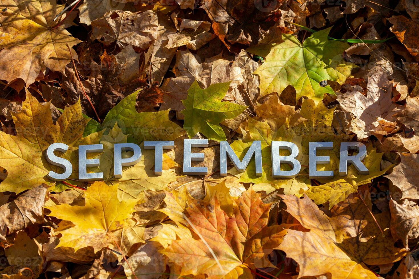 palabra septiembre puesto con plata metal letras en caído arce hojas en otoño bosque piso foto