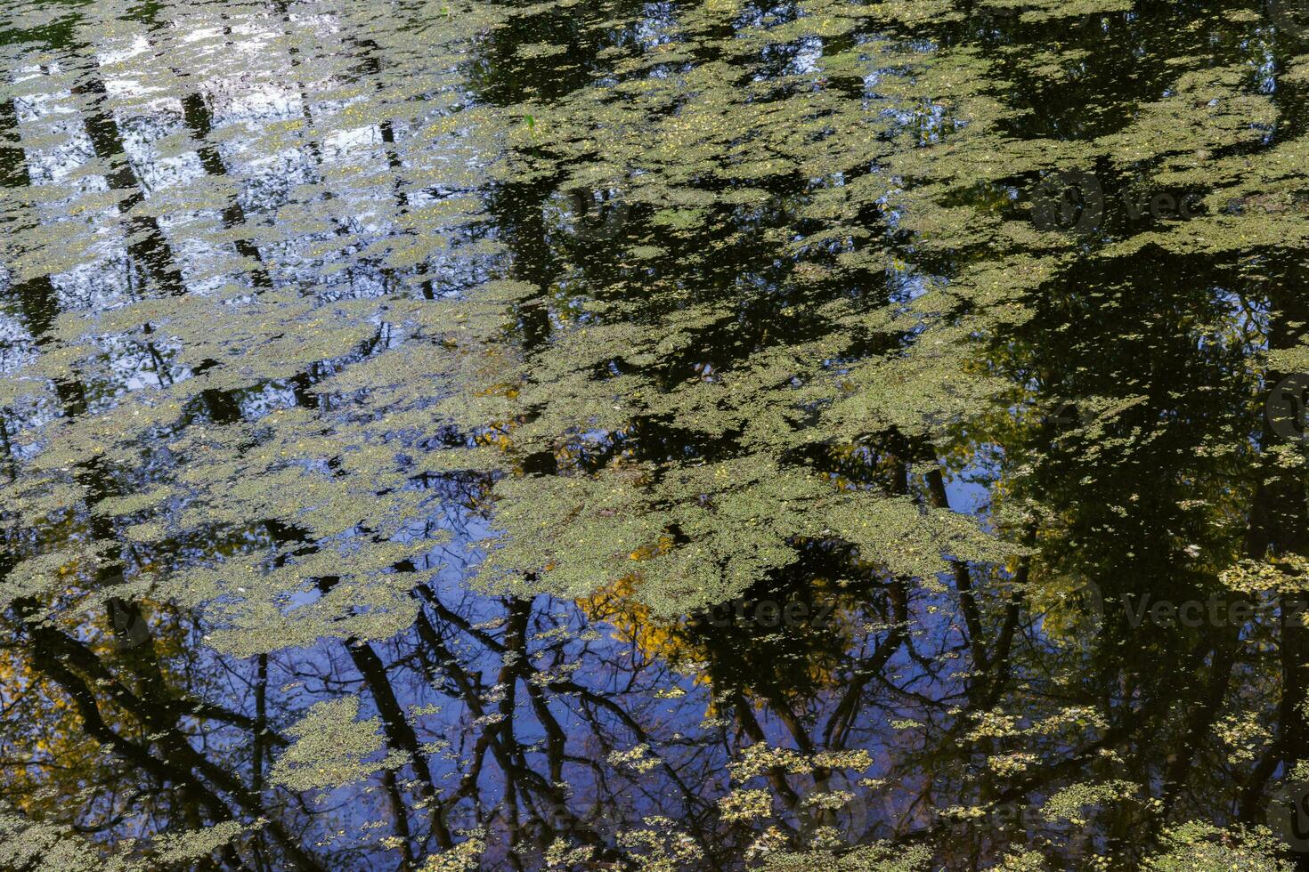 The surface of small pond is covered with duckweed and algae spots. photo