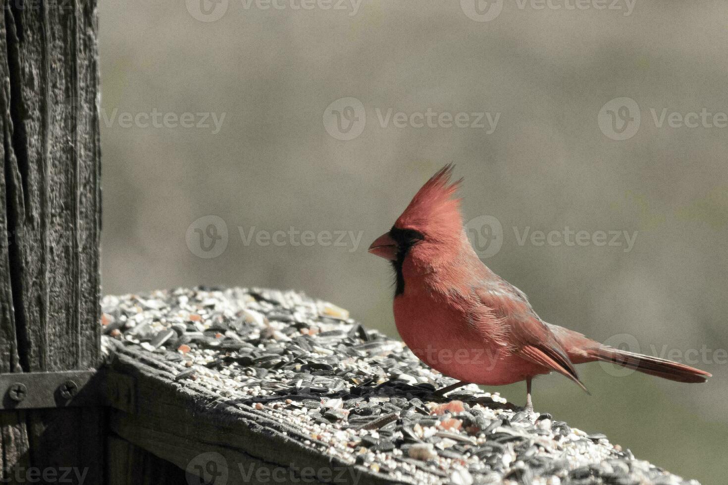 This beautiful red cardinal came out to the brown wooden railing of the deck for food. His beautiful mohawk standing straight up with his black mask. This little avian is surrounded by birdseed. photo