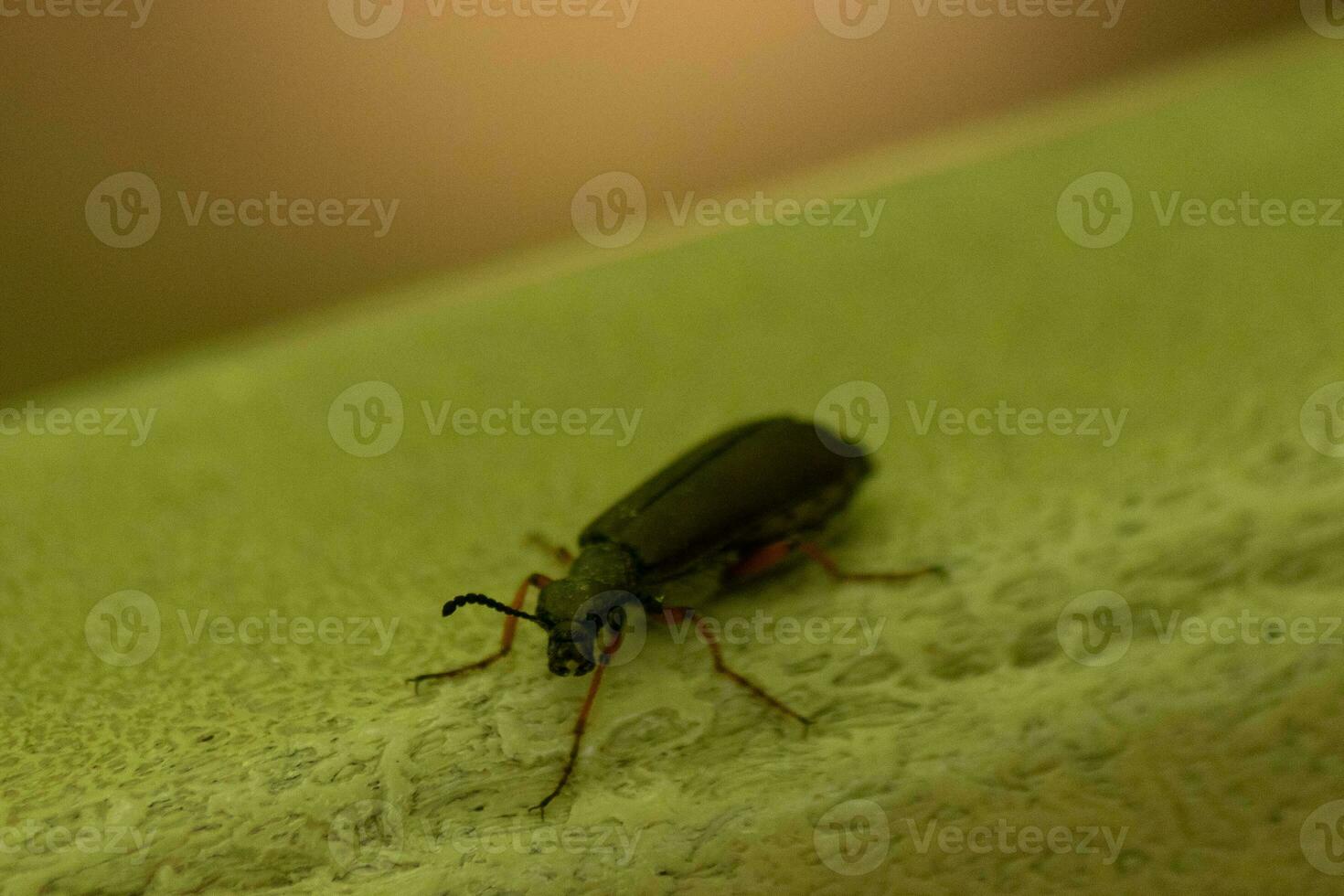 This cute little blister beetle insect sat here on the green leaf when I took this picture. The little black pincers facing me with the big black eyes. The little hairs on the legs sticking out. photo