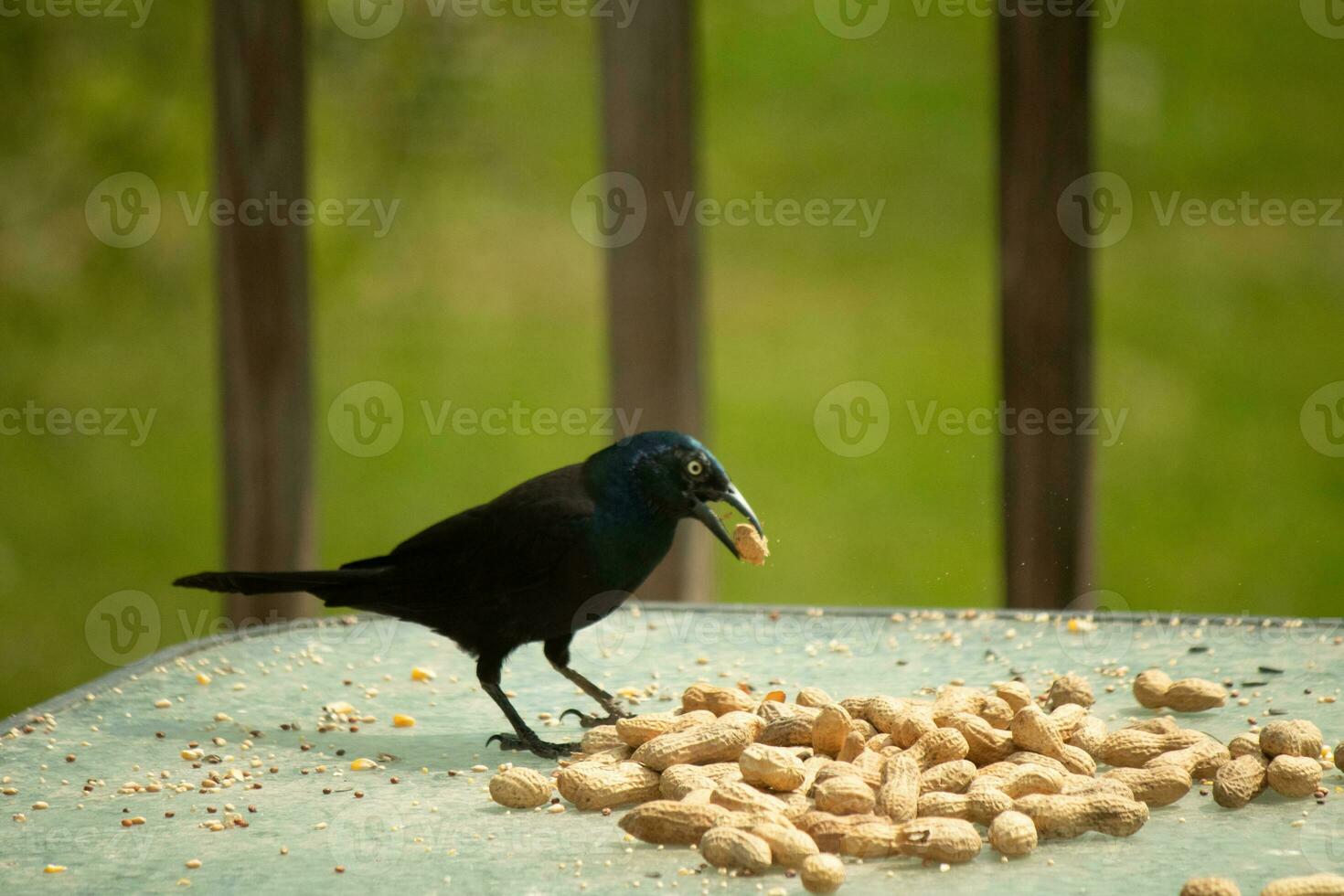 This beautiful grackle came out for a peanut. The black bird has a nut in his mouth. The yellow eye seems to glow and looks menacing. The feathers have a blue shine to them when hit by the sun. photo