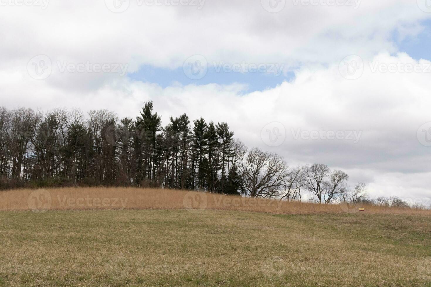 Beautiful field in the middle of a nature preserve. The tall brown grass all over showing the Fall season. You can see tall trees in the background. Grey sky with clouds all over in the distance. photo