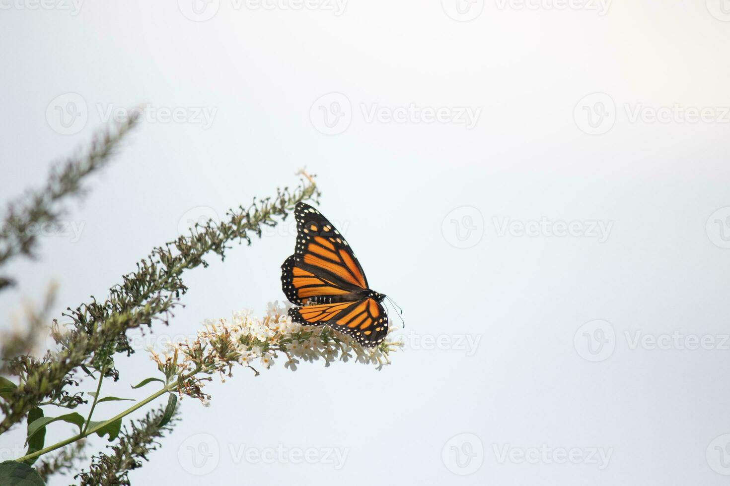 This beautiful monarch butterfly is visiting this wildflower to collect nectar. His little legs clinging to the petals and helping to pollinate. His pretty orange, black, and white wings facing out. photo