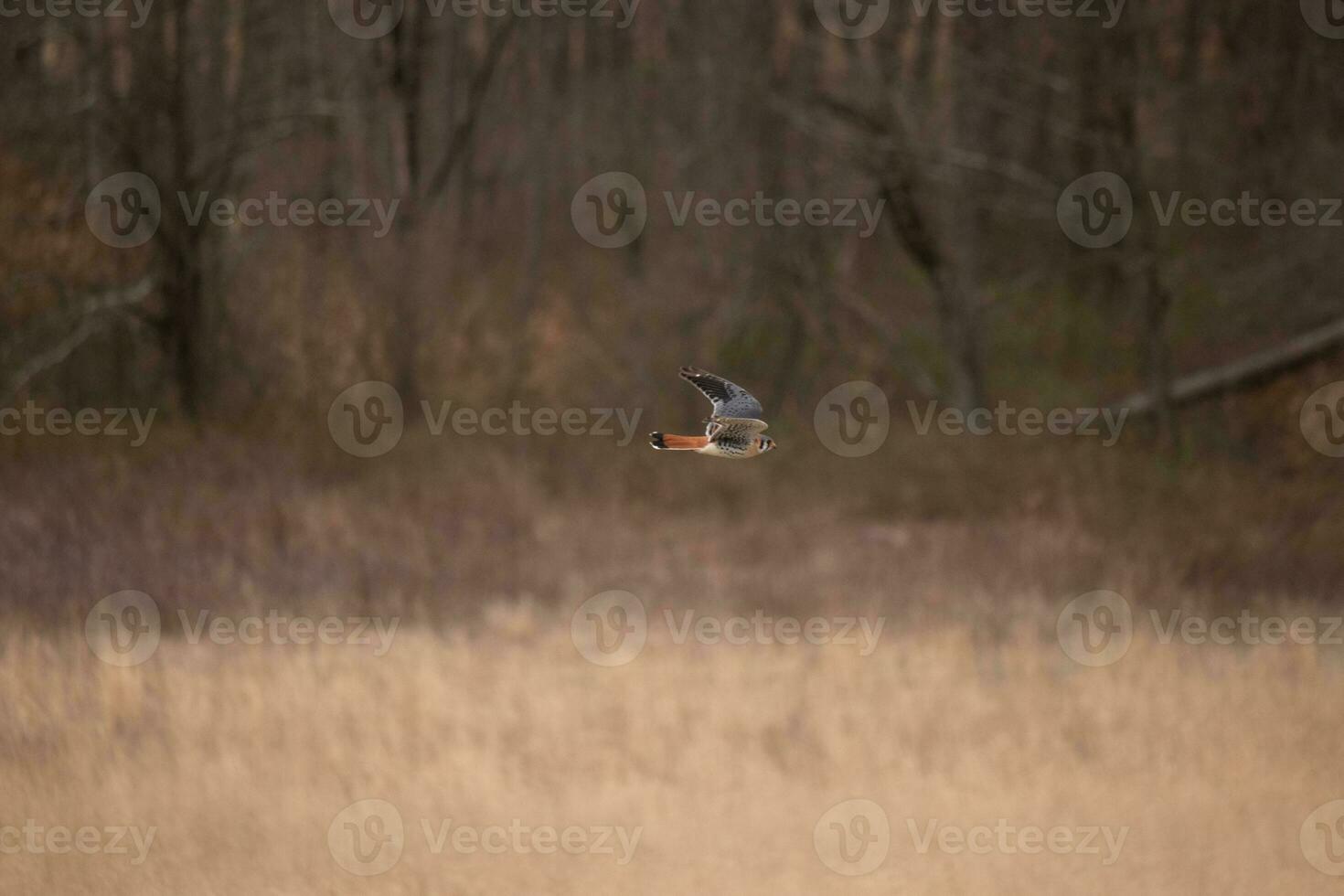 Kestrel flying across a field. This bird, also known as a sparrow hawk is the smallest falcon. The pretty orange and blue of the plumage stands out among the brown foliage depicting the Fall season. photo