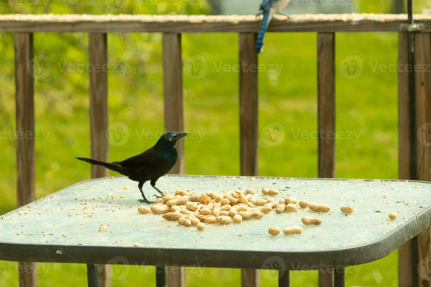 This beautiful grackle came out a peanut. The yellow eye seems to glow and looks menacing. The feathers have a blue shine to them when hit by the sun. The head is cocked inquisitively. photo