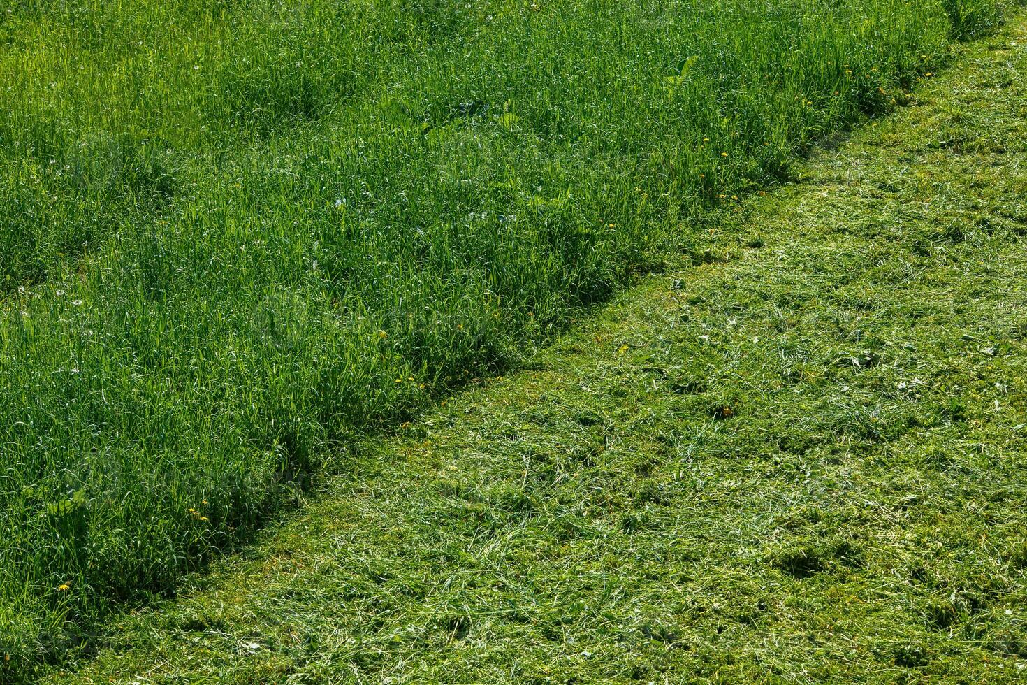 diagonal border of mowed and non-mowed grass at summer day photo