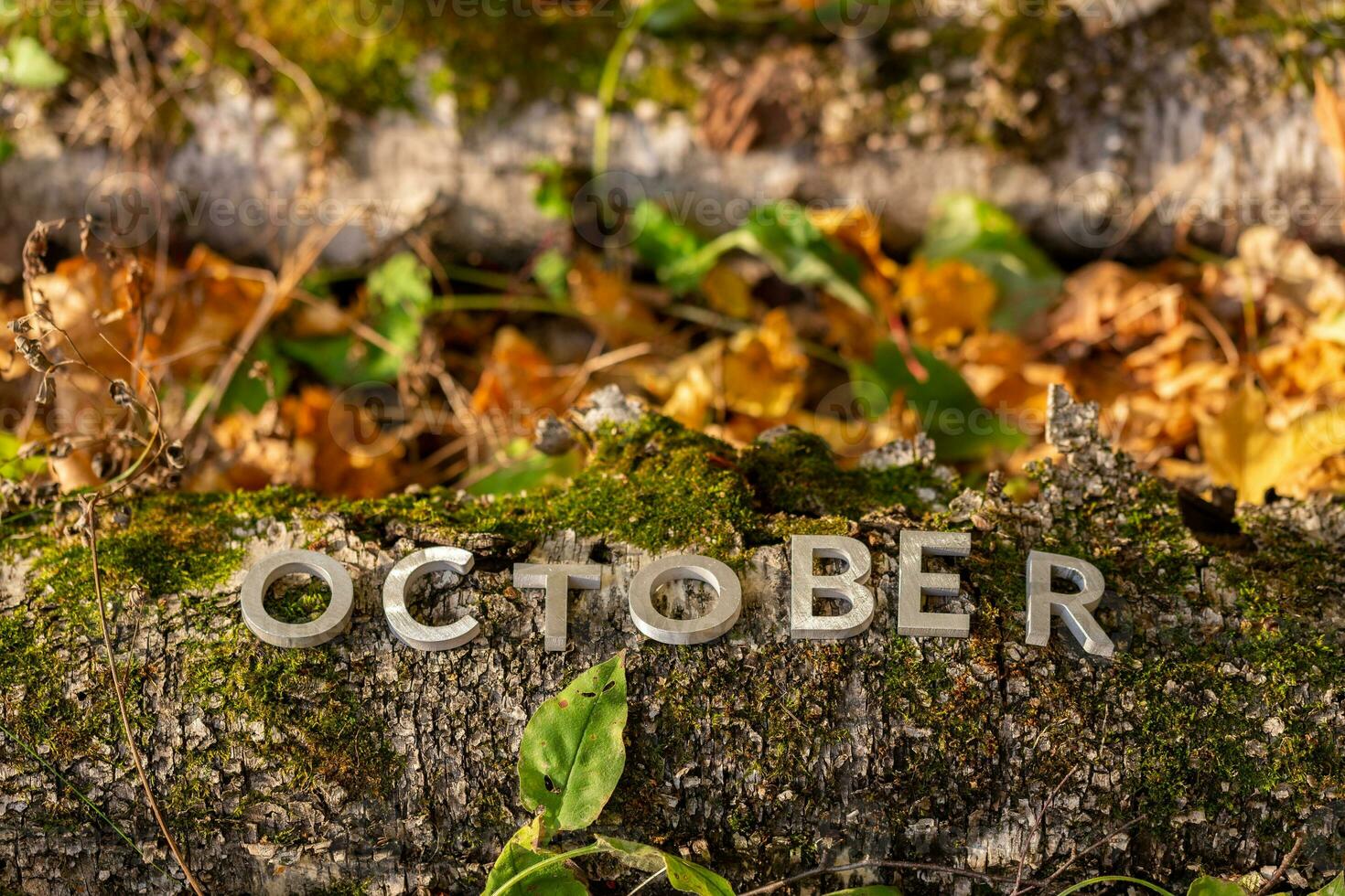 palabra octubre puesto con plata metal letras en caído árbol en otoño bosque piso foto