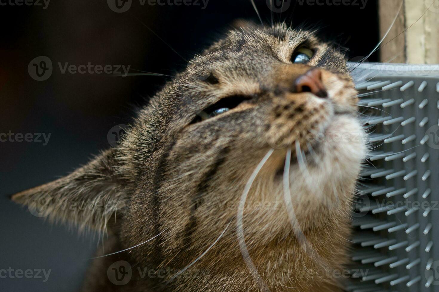 domestic tabby cat rubs her head against wall-mounted plastic cat self grooming corner cover photo