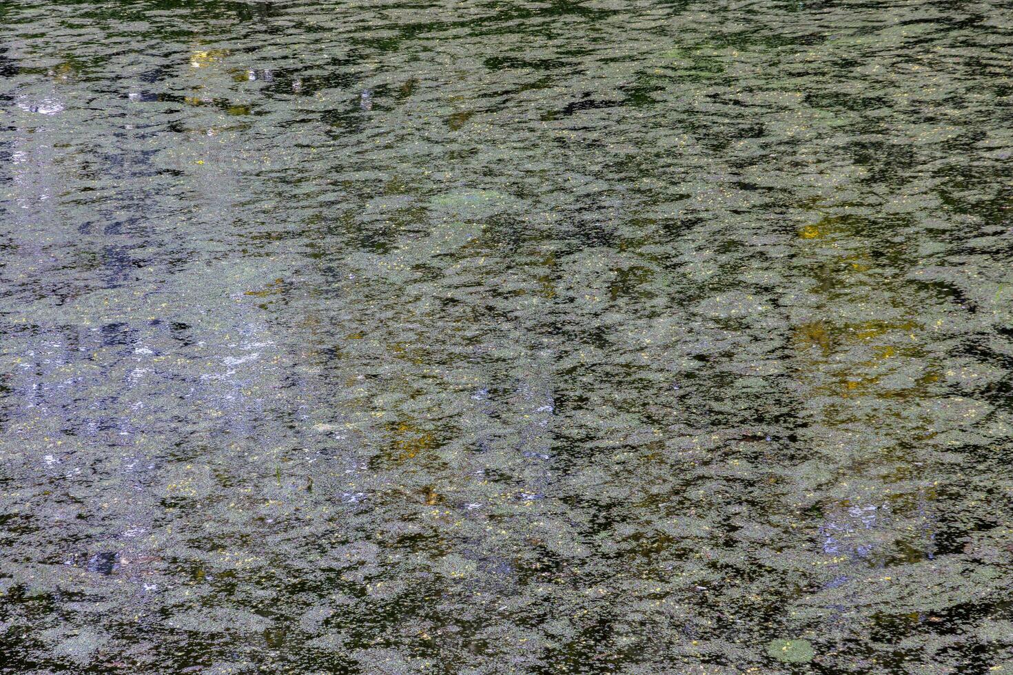 The surface of small pond is covered with duckweed and algae spots. photo