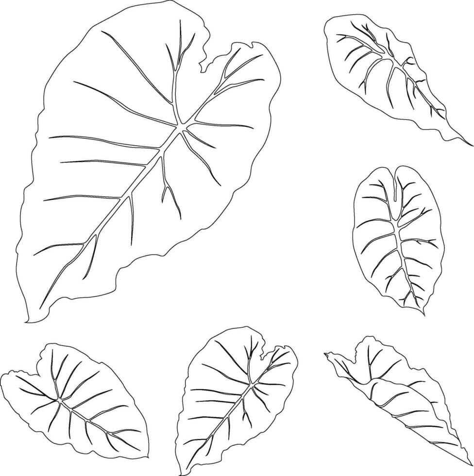 Alocasia leaves line art tropical plant leaf collection isolated on white background vector