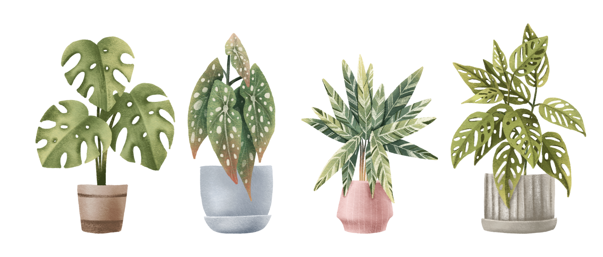 Tropical Exotic Plants Houseplants In Pots House Plants Monstera tropical-exotic-plants-houseplants-in-pots-house-plants-monstera
