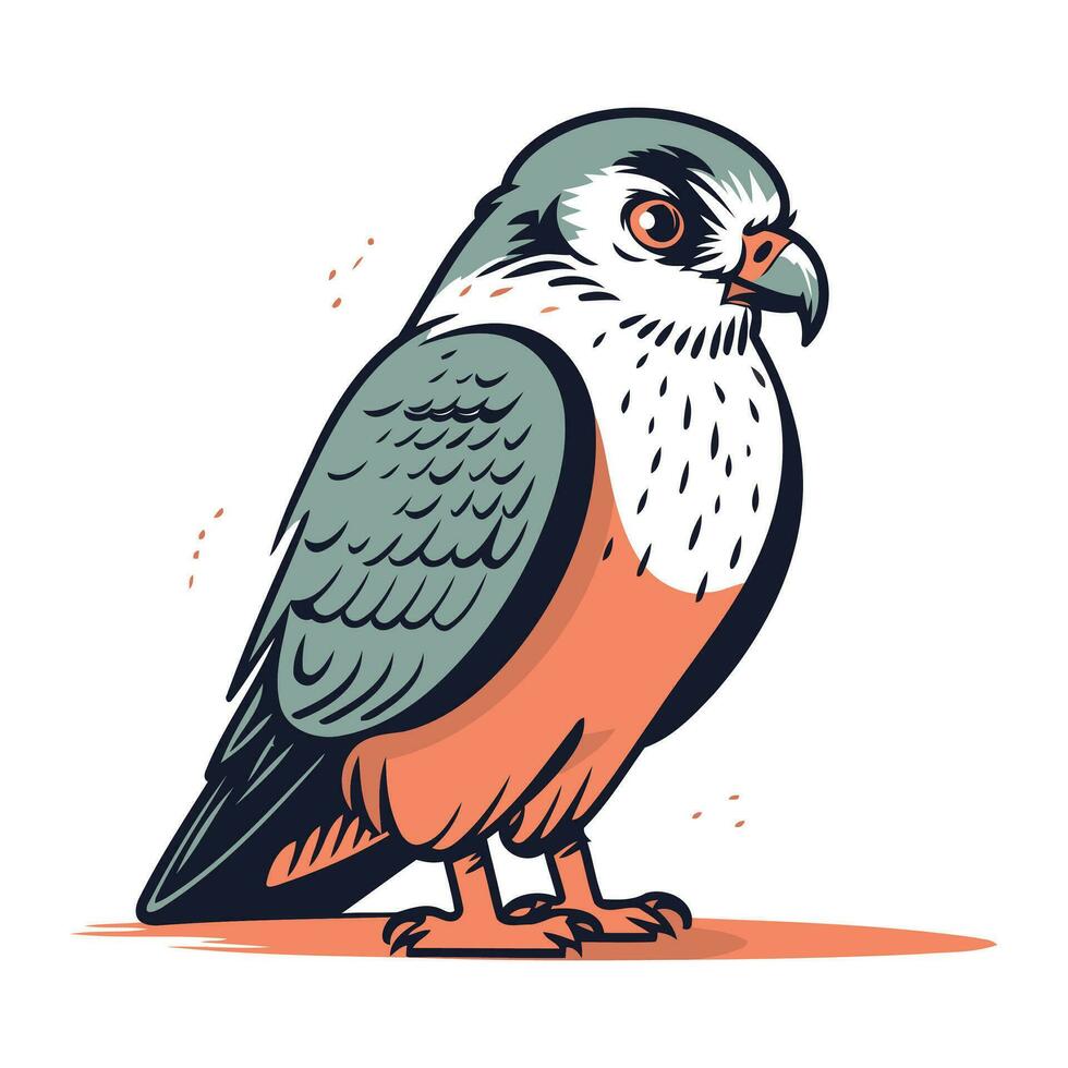 Kestrel bird. Vector illustration of a kestrel bird.