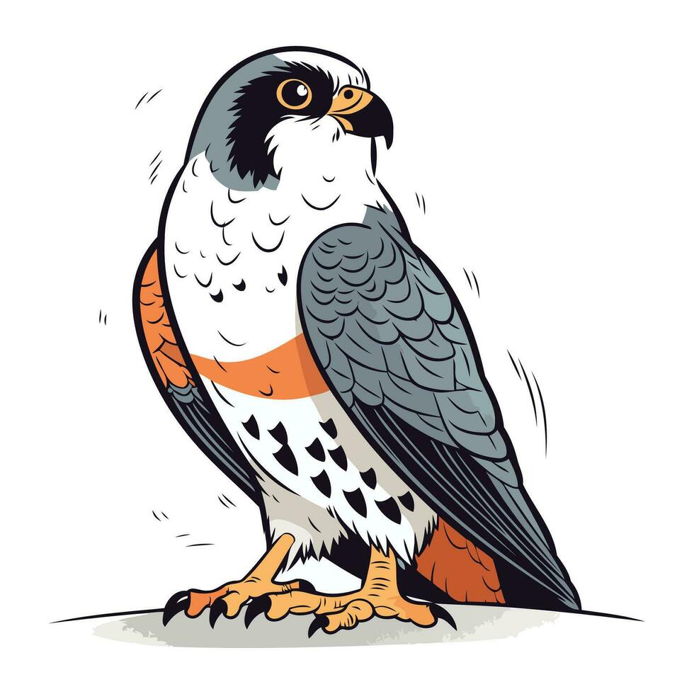 Peregrine falcon on a white background. Vector illustration