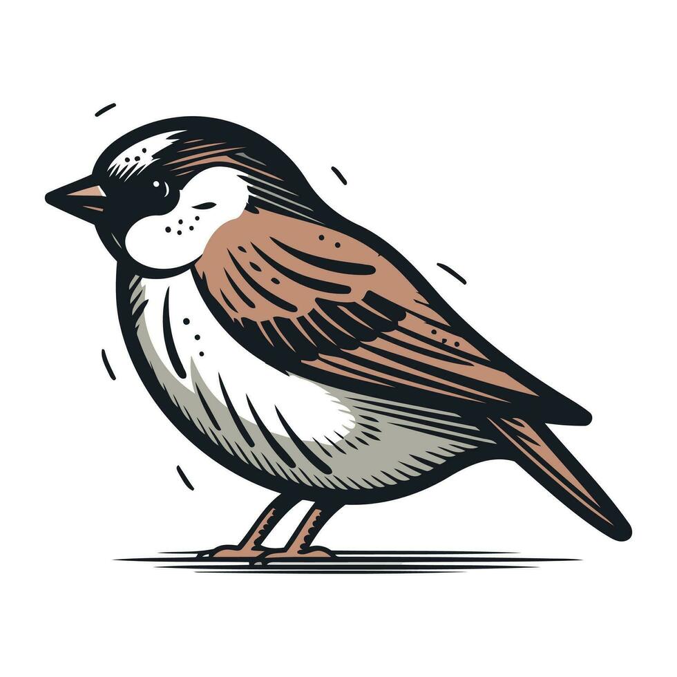 Sparrow isolated on white background. Hand drawn vector illustration.